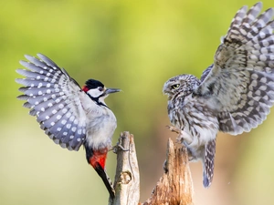 Mutual, Intimidation, woodpecker, test, owl