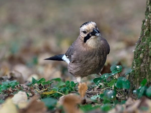 Bird, trees, Leaf, jay