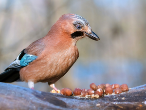 Bird, nuts, trees, jay