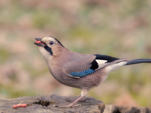 Bird, grains, trunk, jay