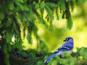 jay, conifer