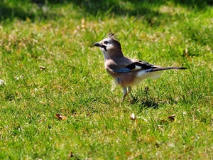 jay, Lawn