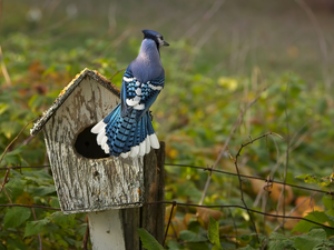 Nesting Box, Bird, jay