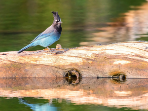 Bird, Lod on the beach, water, Black-jay