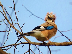 jay, branch pics