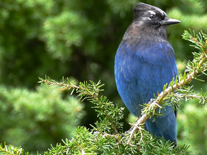 twig, Bird, Black-jay