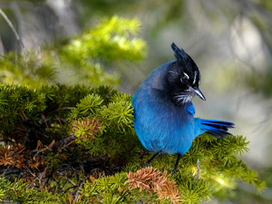 Twigs, Bird, Blue jay