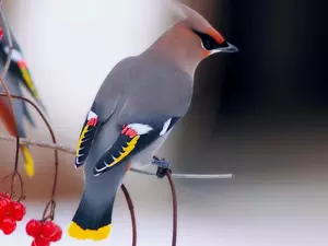 Kalina, Waxwing, Fruits