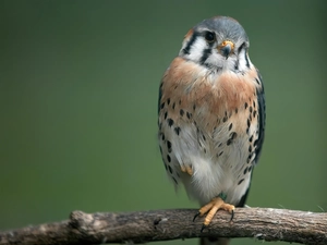 kestrel