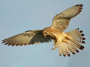 kestrel, flight, Bird