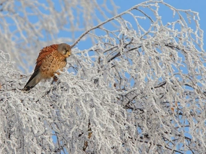 Bird, winter, trees, kestrel