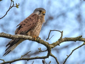 branch pics, Bird, kestrel