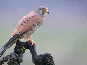 branch, Bird, Common Kestrel