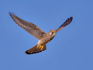 kestrel, flight