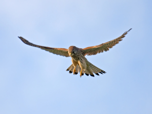 kestrel, flight