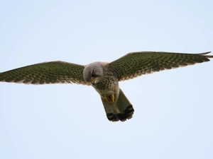 kestrel, flight