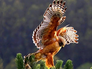 kestrel, wings, flight