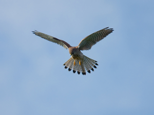 wings, The flying, kestrel