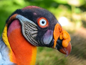 King Vulture, Head