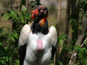 King Vulture