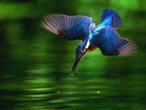 kingfisher