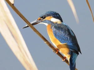 kingfisher