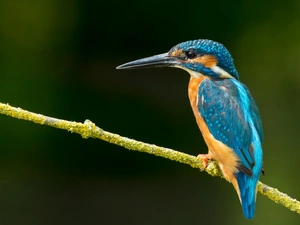 kingfisher