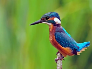 kingfisher