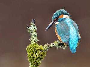 kingfisher, Bird