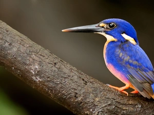 kingfisher, Beatyfull, Bird