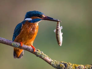 Bird, Fish, branch, kingfisher