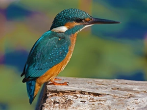 kingfisher, Bird