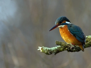mouth, kingfisher, birdies, Big, color