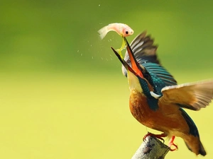 kingfisher, Fish