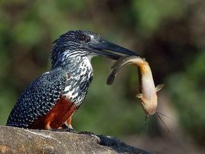 kingfisher, fish