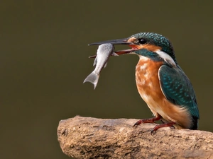 kingfisher, Fish