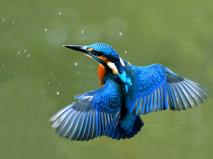 kingfisher, flight
