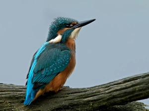 kingfisher, blue, trees, viewes, Lod on the beach, Brown