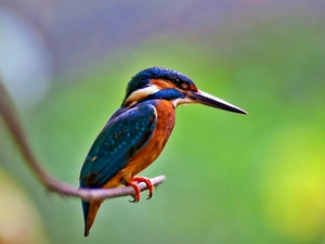 kingfisher, twig