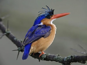 kingfisher, twig