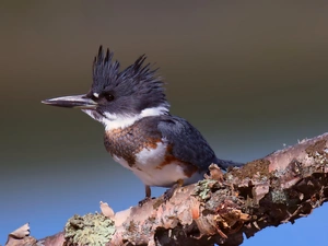 kingfisher, twig
