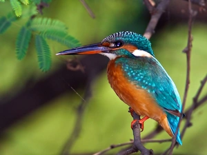 kingfisher, Twigs