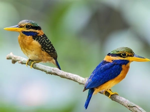 kingfishers, color, birds