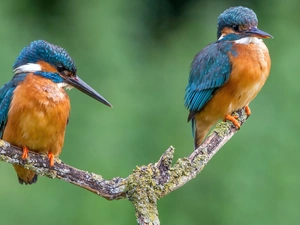 kingfishers, branch