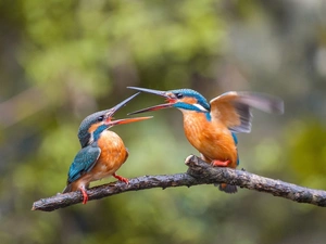 kingfishers, twig
