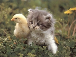 kitten, chicken