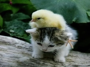 kitten, chicken