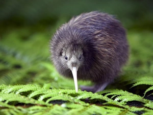 kiwi