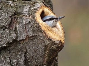 Bird, trees, hollow, Kowalik