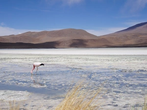 lake, flamingo, Bird